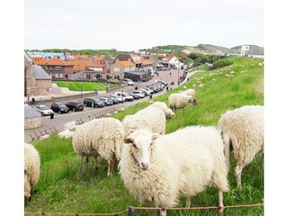 Appartamento per vacanze Zoutelande Ambiente 24