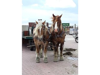 Tiere, Natur und Meer - Ostfriesische Inseln