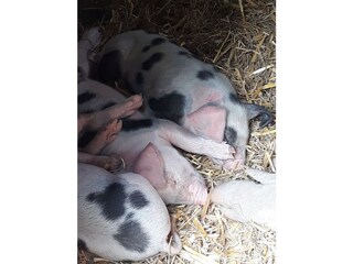 Neue Schweinchen im Haustierpark Werdum