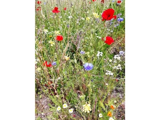 Blumenwiesen wie einst