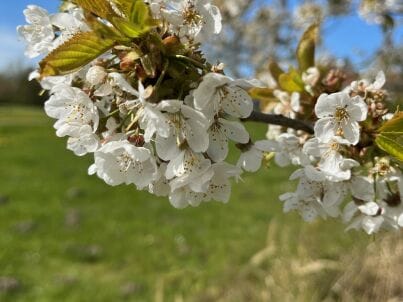 Firma GSK Vaschvitz, Ferienhausvermietung Seepark-Residenz - Frau Daniela Krüger