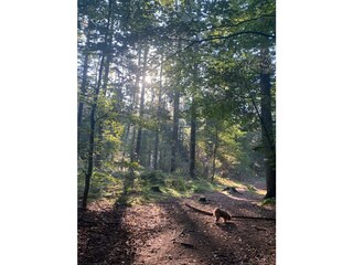 Holiday house Trappenkamp Environment 37