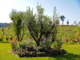 Villa Tarnos Außenaufnahme 8