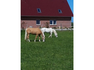 Ferienhaus Gammendorf Außenaufnahme 7