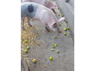 Ferienhaus Gammendorf Außenaufnahme 9