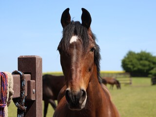 Ferienhaus Gammendorf Außenaufnahme 10