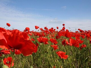 Vakantiehuis Damshagen Omgeving 20