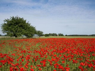 Vakantiehuis Damshagen Omgeving 29