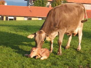 Kuh mit Kälbchen