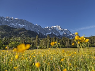 Wiese