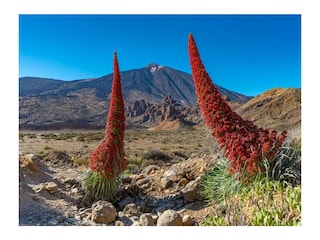 Tachinasten am Teide
