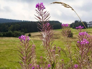 Casa per le vacanze Neustadt am Rennsteig  31