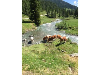 Appartamento per vacanze Hochkrimml Ambiente 34