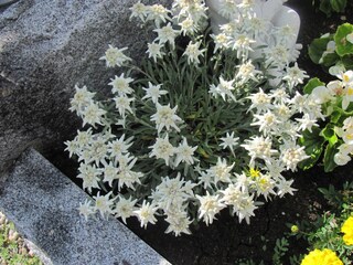 Appartamento per vacanze Hochkrimml Registrazione all'aperto 4