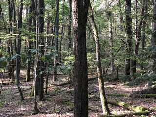 Vakantiehuis Labaroche Omgeving 39