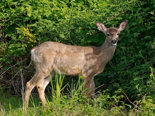 Vakantiehuis Labaroche Omgeving 40