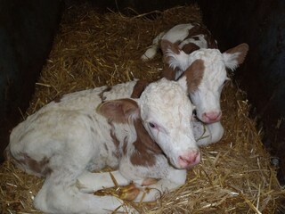 Vakantieappartement Yspertal Buitenaudio-opname 9