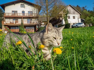 Vakantieappartement Yspertal Buitenaudio-opname 4