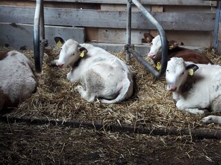 Appartamento per vacanze Yspertal Registrazione all'aperto 17