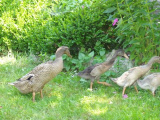 Appartamento per vacanze Yspertal Registrazione all'aperto 12