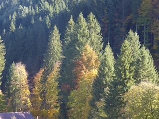 Vakantieappartement Hirschegg im Kleinwalsertal Buitenaudio-opname 14