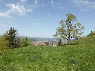 Auf dem Weg zu unserem Hausberg "Sunntratn"