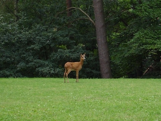 Nicht selten: Rehe und Eichhörnchen im Garten