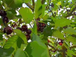 Appartamento Zudar  27