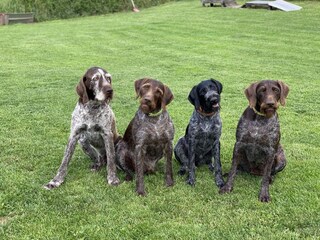 Unsere Hunde/ Deutsch Drahthaar