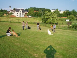 Gruppentraining in der Hundeschule