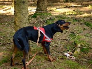 Jagdhundetraining /Schweißarbeit