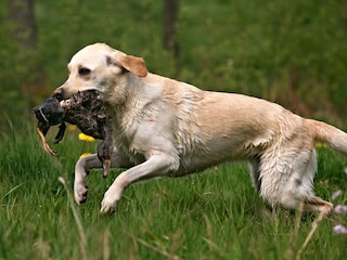 Jagdhundetraining/ Wasserarbeit