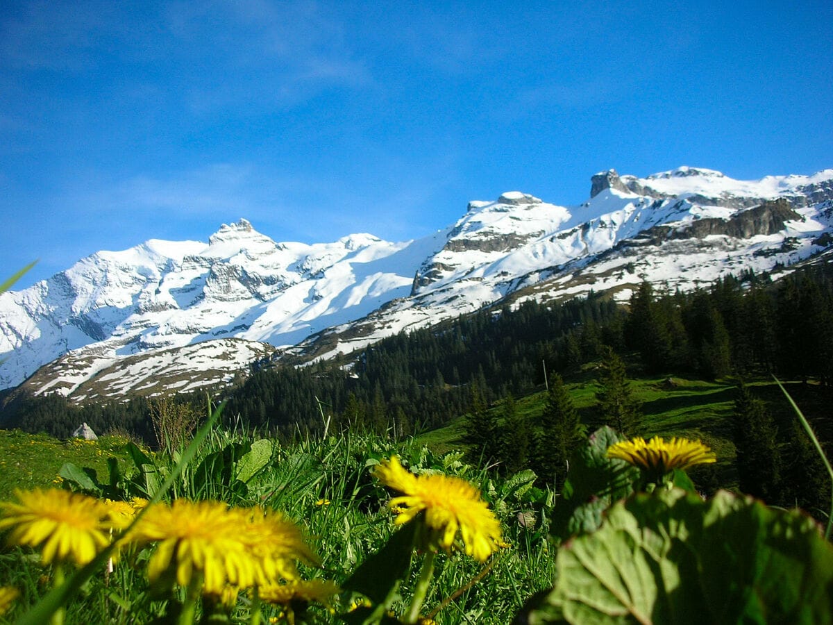 Bergfrühling