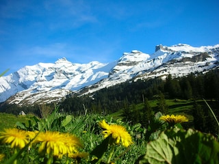 Bergfrühling