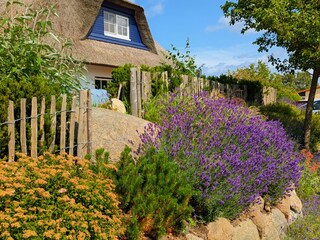 Lavendel vorm Haus