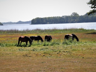 am Gothensee