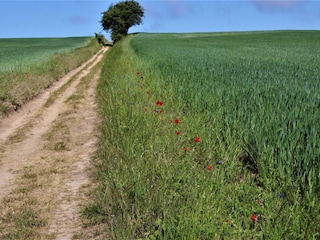 Feldweg am Gothensee