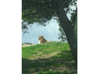 Löwe im Park von Sigean