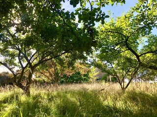 Maison de vacances Gommenec'h Environnement 36