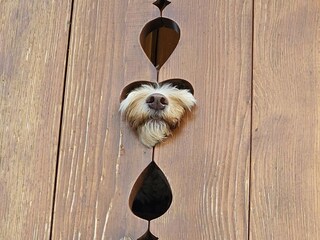 ©Ferienwohnung Voelkel Oberstaufen dogs holiday