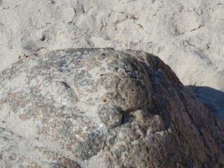 Stein mit der Schildkröte entdecken