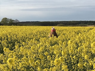 Rapsfelder eine schöne Farbenpracht