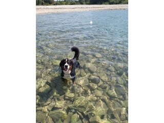 Casa per le vacanze Vodnjan Ambiente 36