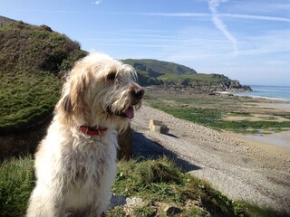 Dog Friendly beaches