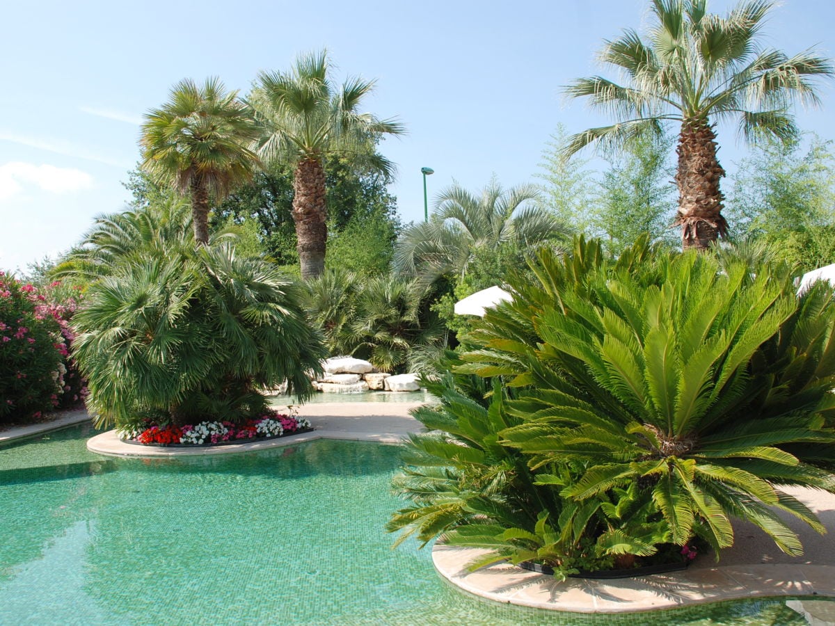 Palm grove around the pool