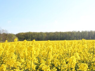 Blühende Rapsfelder im Mai