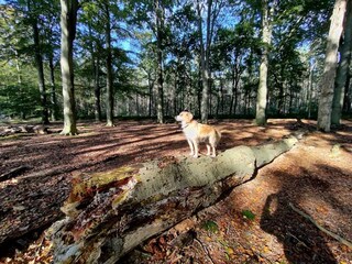 Vakantiehuis Exloo Omgeving 41