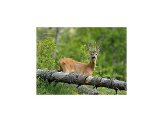 Casa per le vacanze Exloo Ambiente 42