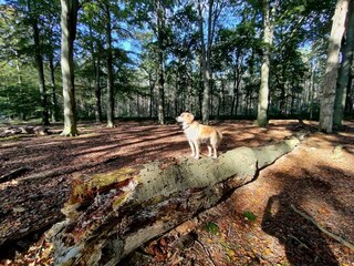 Holiday house Exloo Environment 43