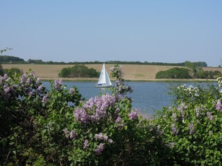 Segler auf der Schlei